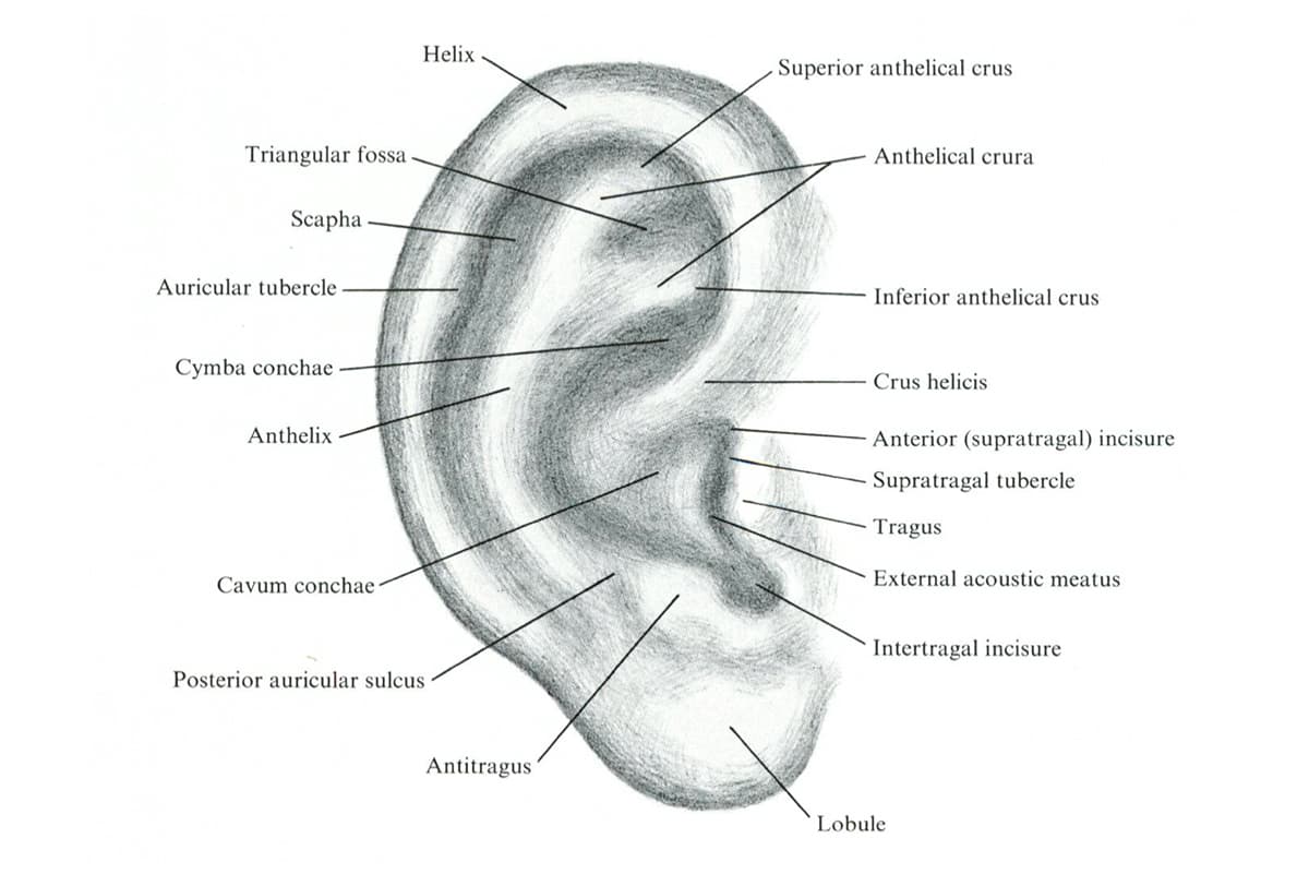 Schema de l'anatomie de l'oreille